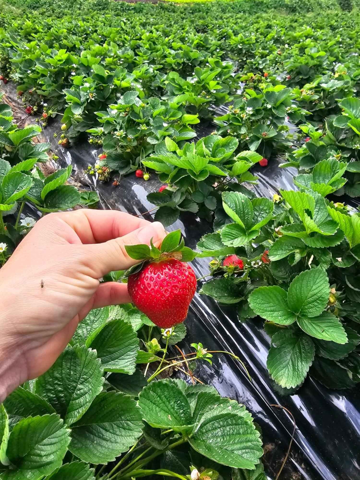 Гостьовий будинок Au Coeur Des Plantations Ла-Поссесьйон Екстер'єр фото